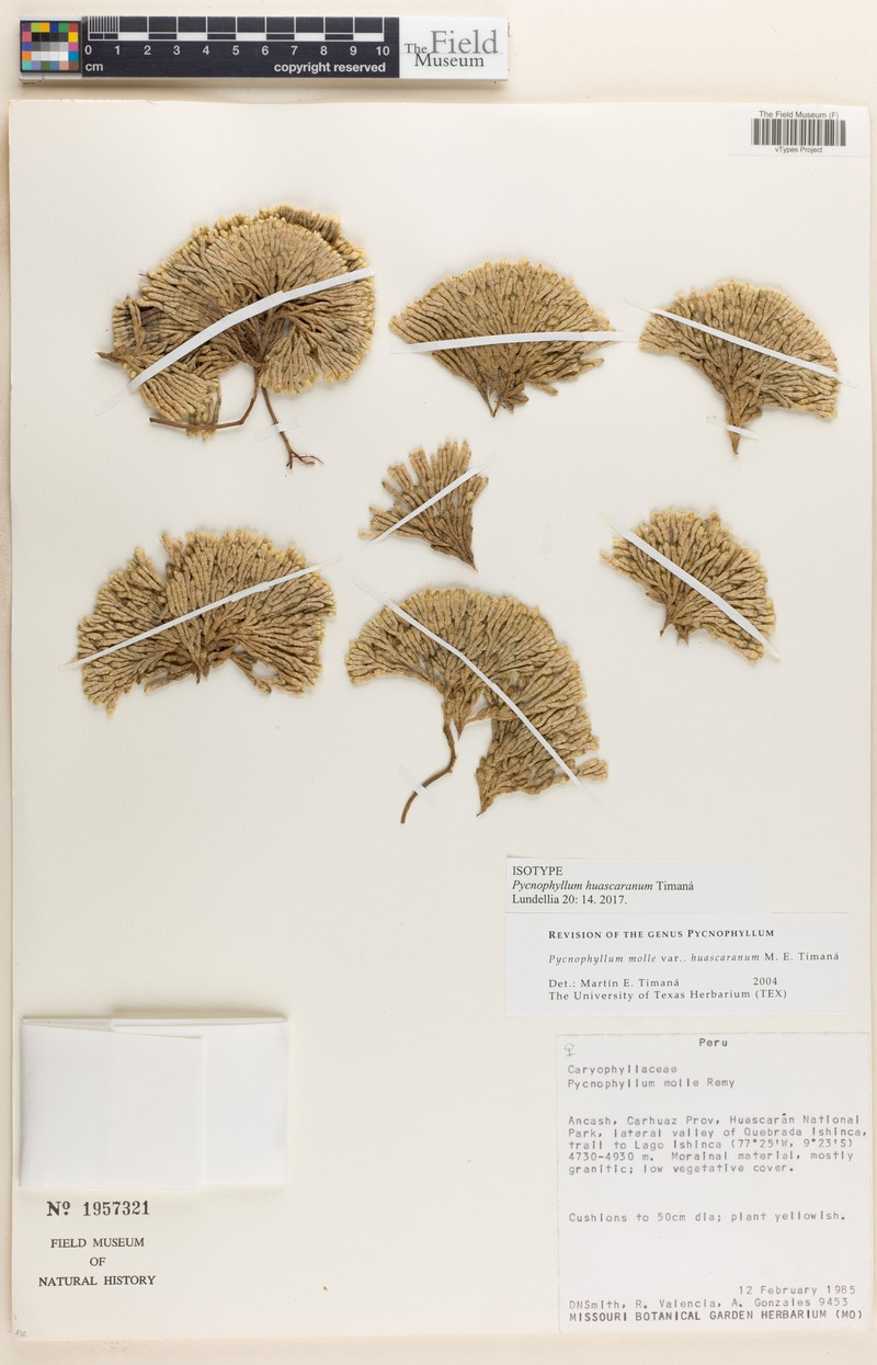 Pycnophyllum huascaranum photo 5