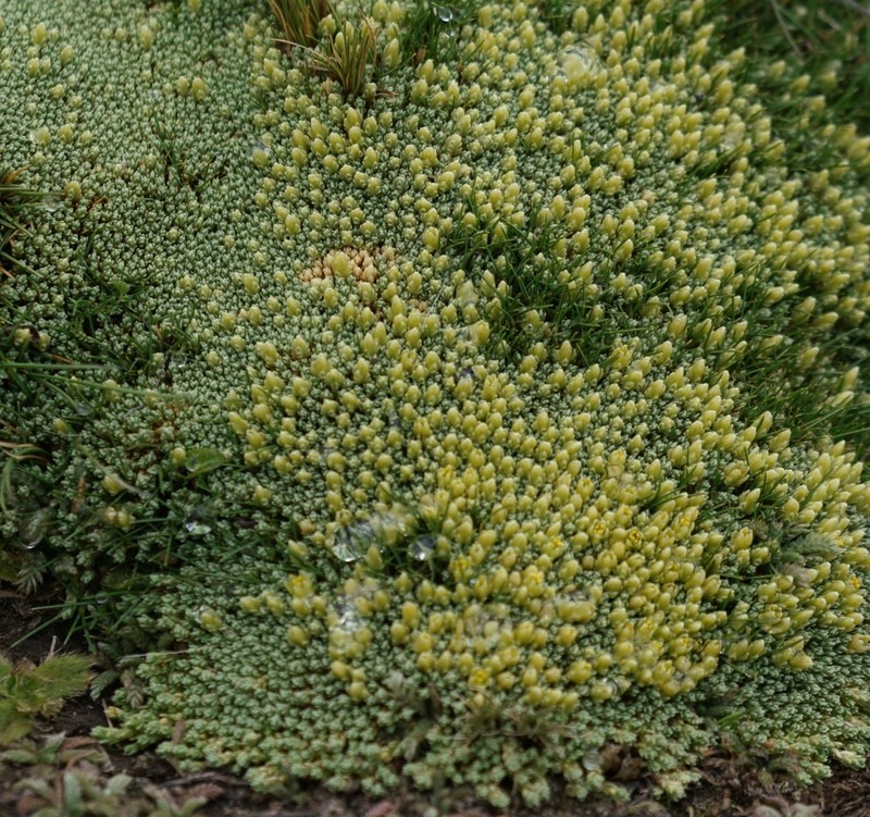 Pycnophyllum leptothamnum