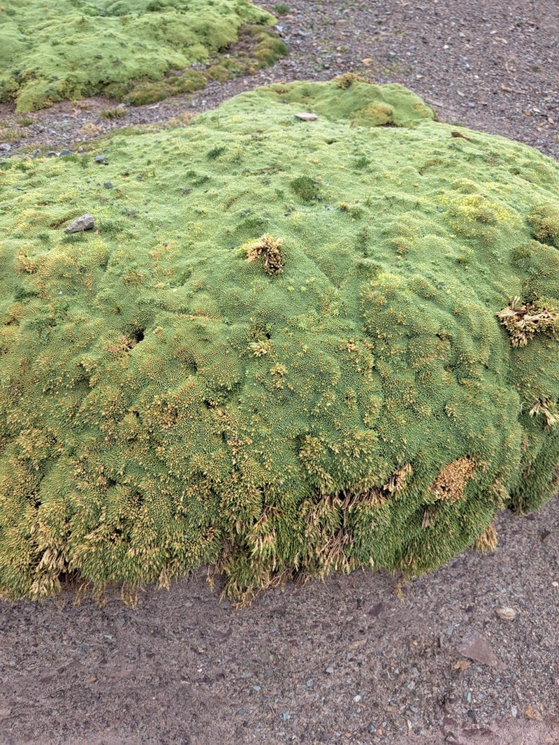Pycnophyllum leptothamnum photo 2