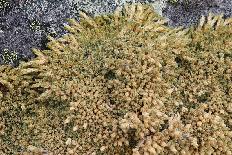 Pycnophyllum leptothamnum photo 3