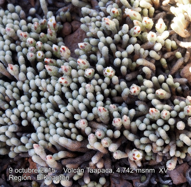 Pycnophyllum macropetalum