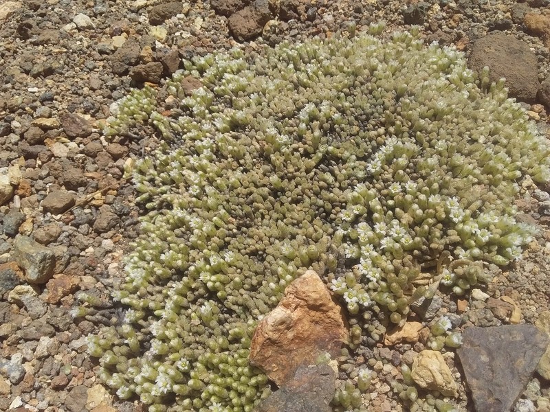Pycnophyllum macropetalum photo 2