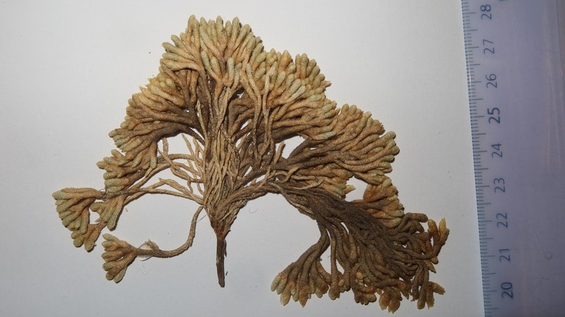 Pycnophyllum macropetalum photo 3