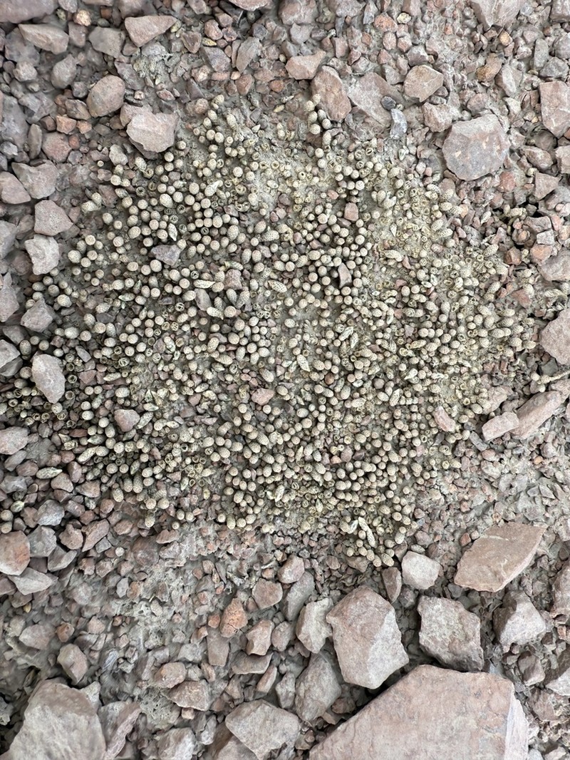 Pycnophyllum macropetalum photo 4