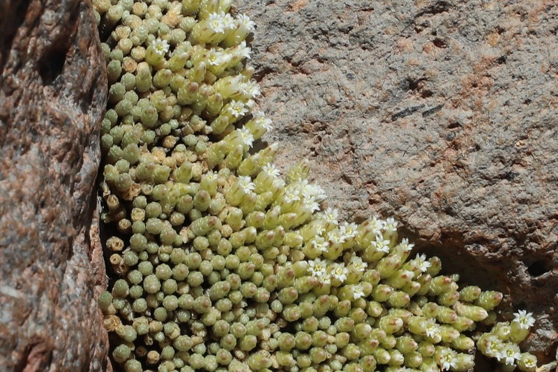 Pycnophyllum macropetalum photo 5
