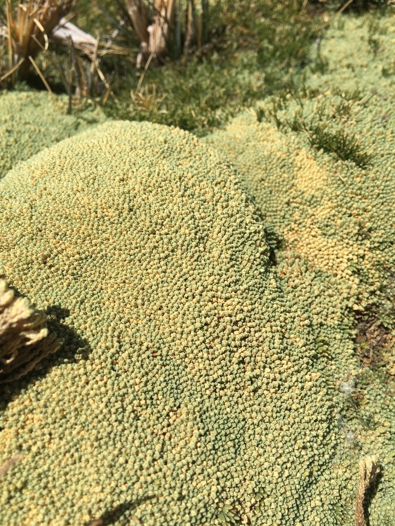 Pycnophyllum markgrafianum photo 2