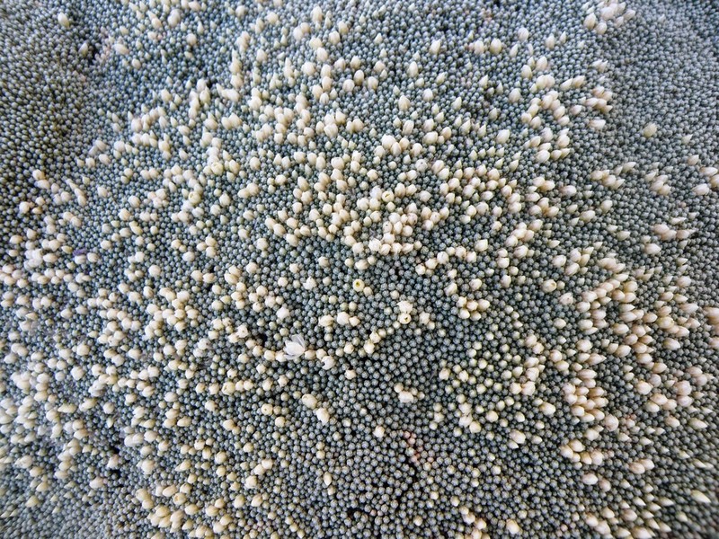 Pycnophyllum markgrafianum photo 3