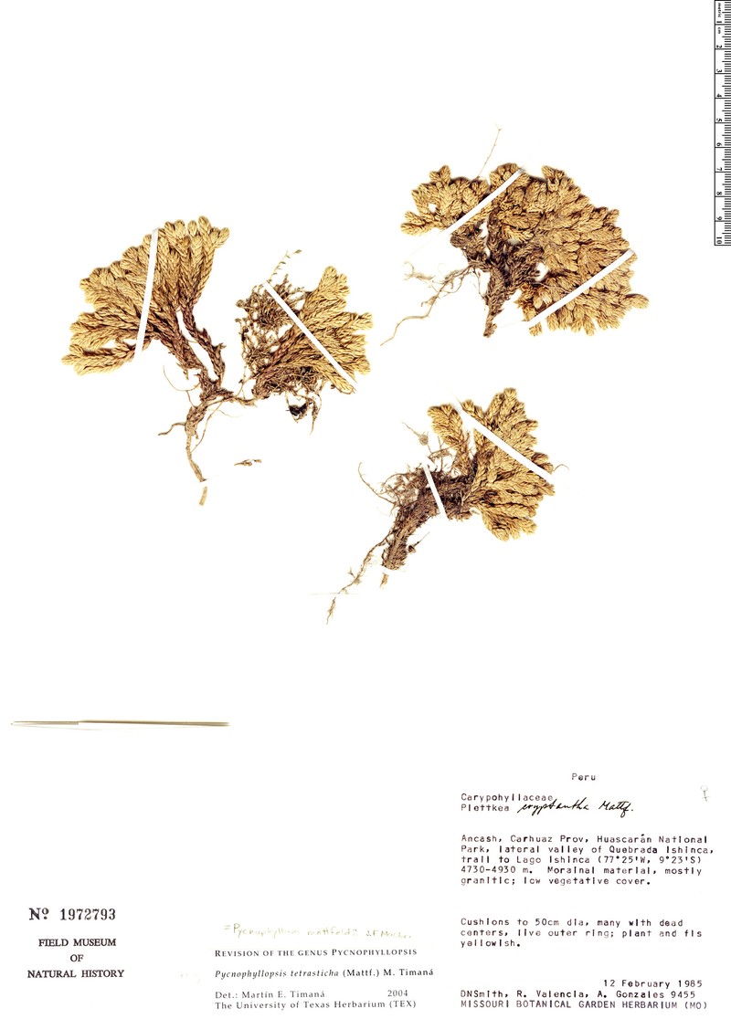 Pycnophyllum mattfeldii