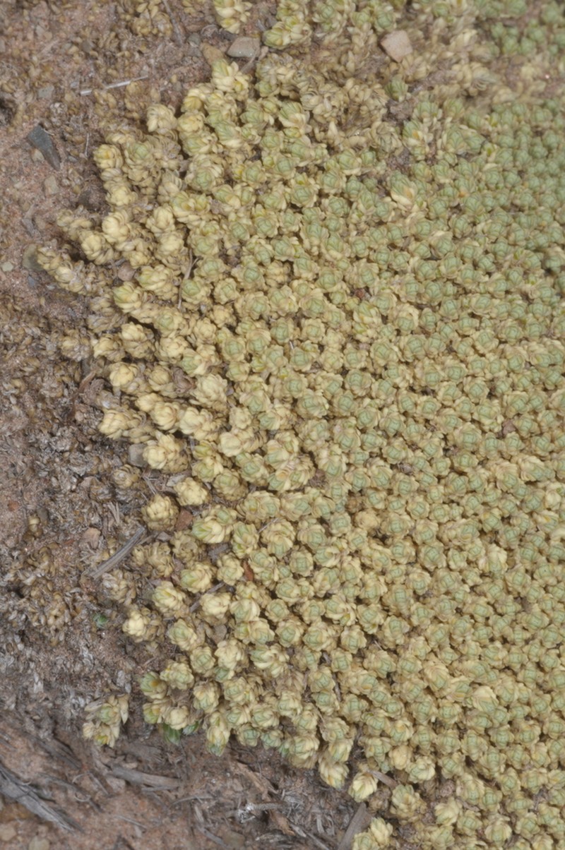 Pycnophyllum molle photo 2