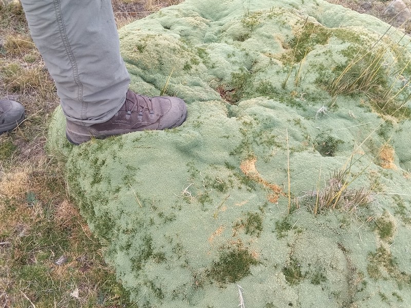 Pycnophyllum molle photo 3