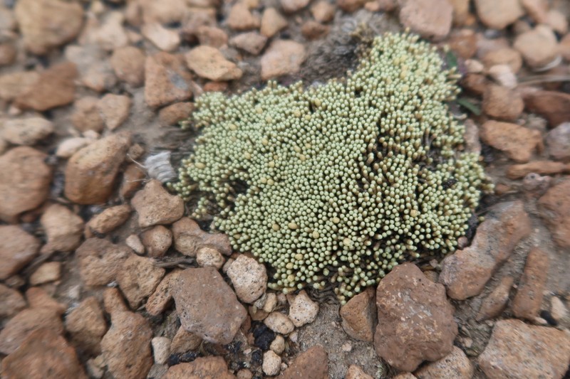 Pycnophyllum molle photo 4