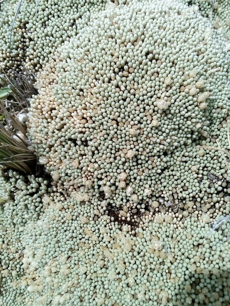 Pycnophyllum molle photo 5