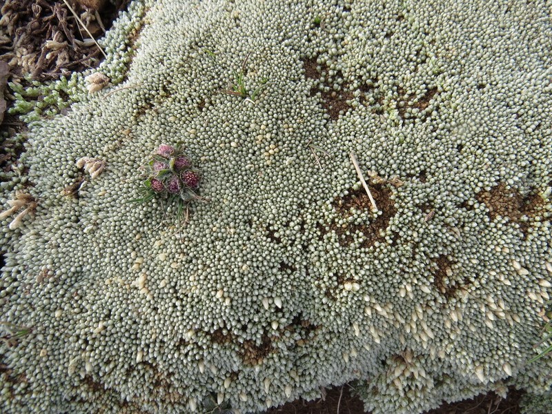 Pycnophyllum molle photo 7