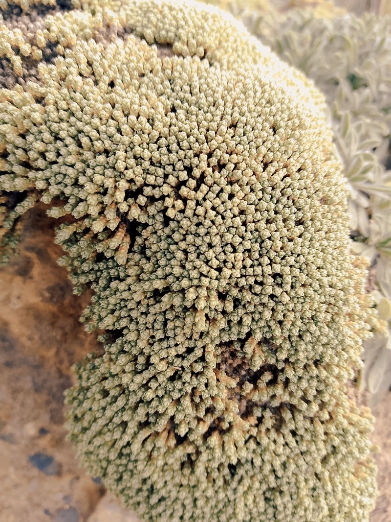 Pycnophyllum molle photo 8