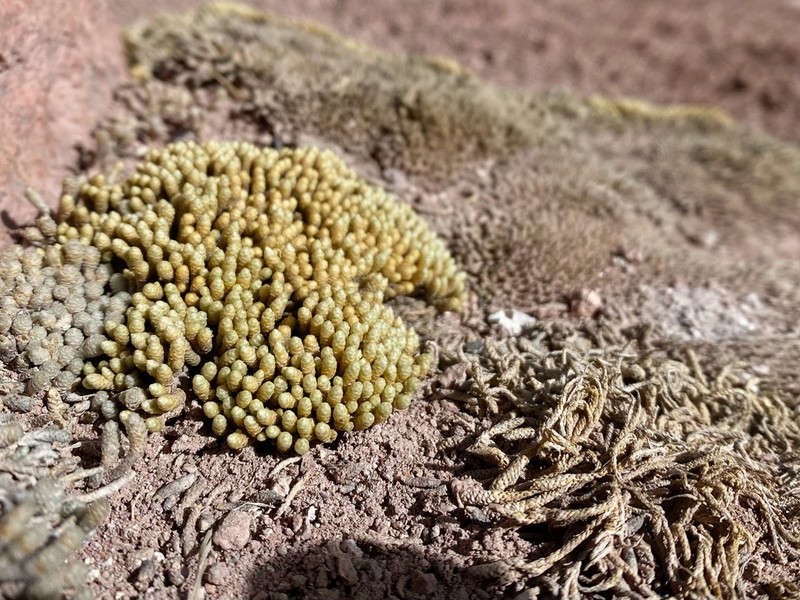 Pycnophyllum spathulatum photo 2