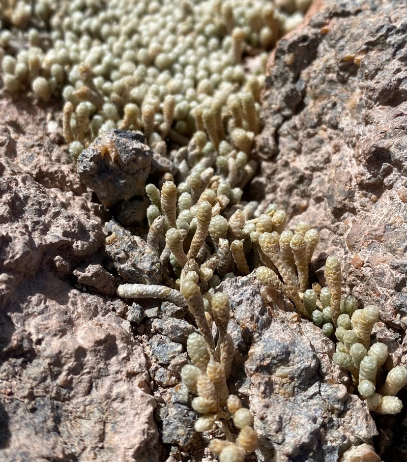 Pycnophyllum spathulatum photo 3