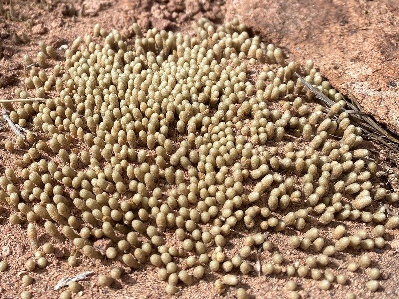 Pycnophyllum spathulatum photo 5