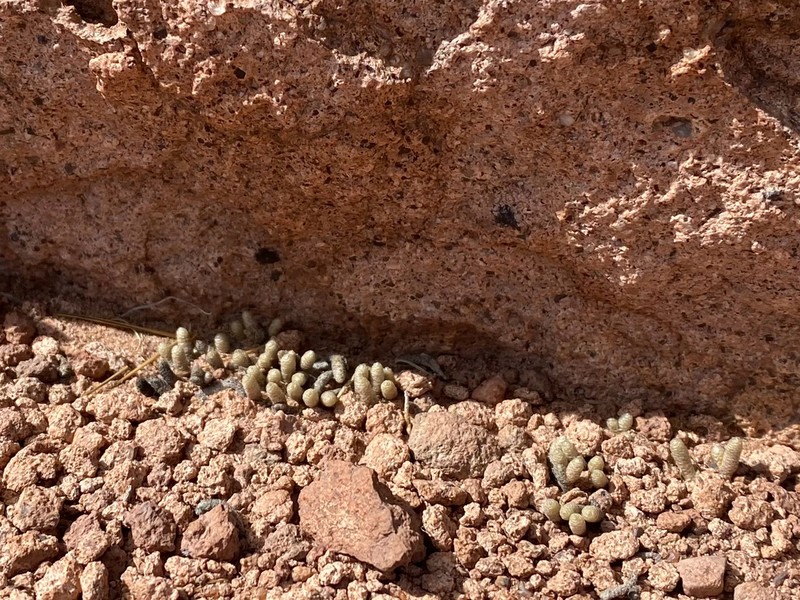 Pycnophyllum spathulatum photo 6