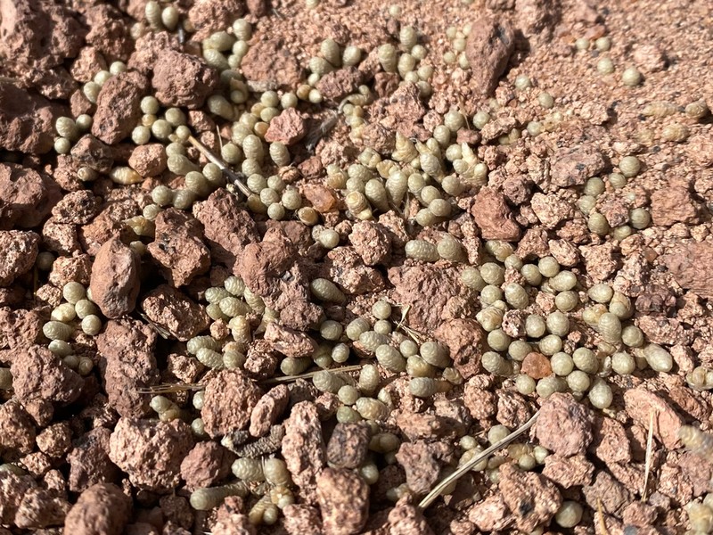 Pycnophyllum spathulatum photo 7