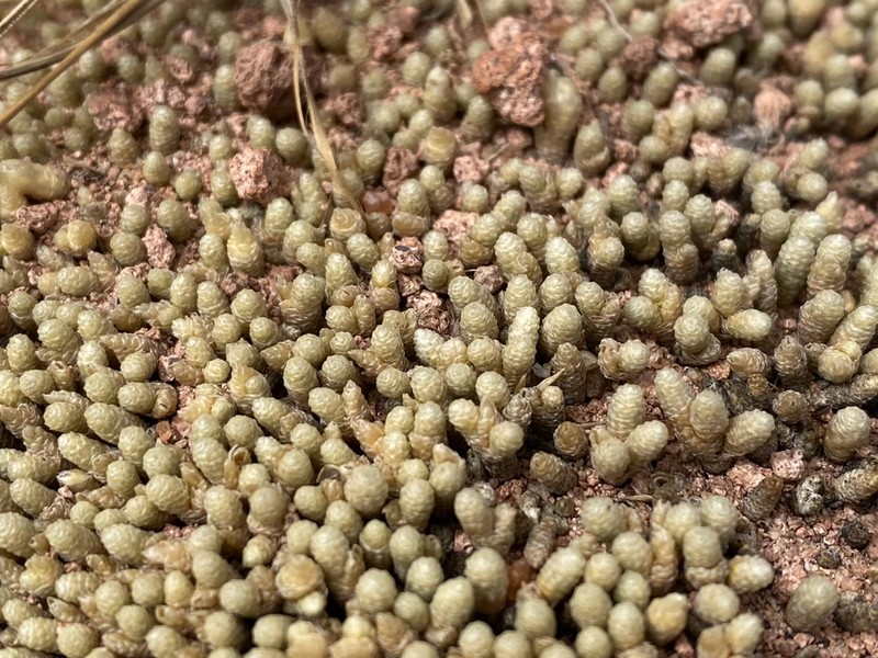 Pycnophyllum spathulatum photo 8