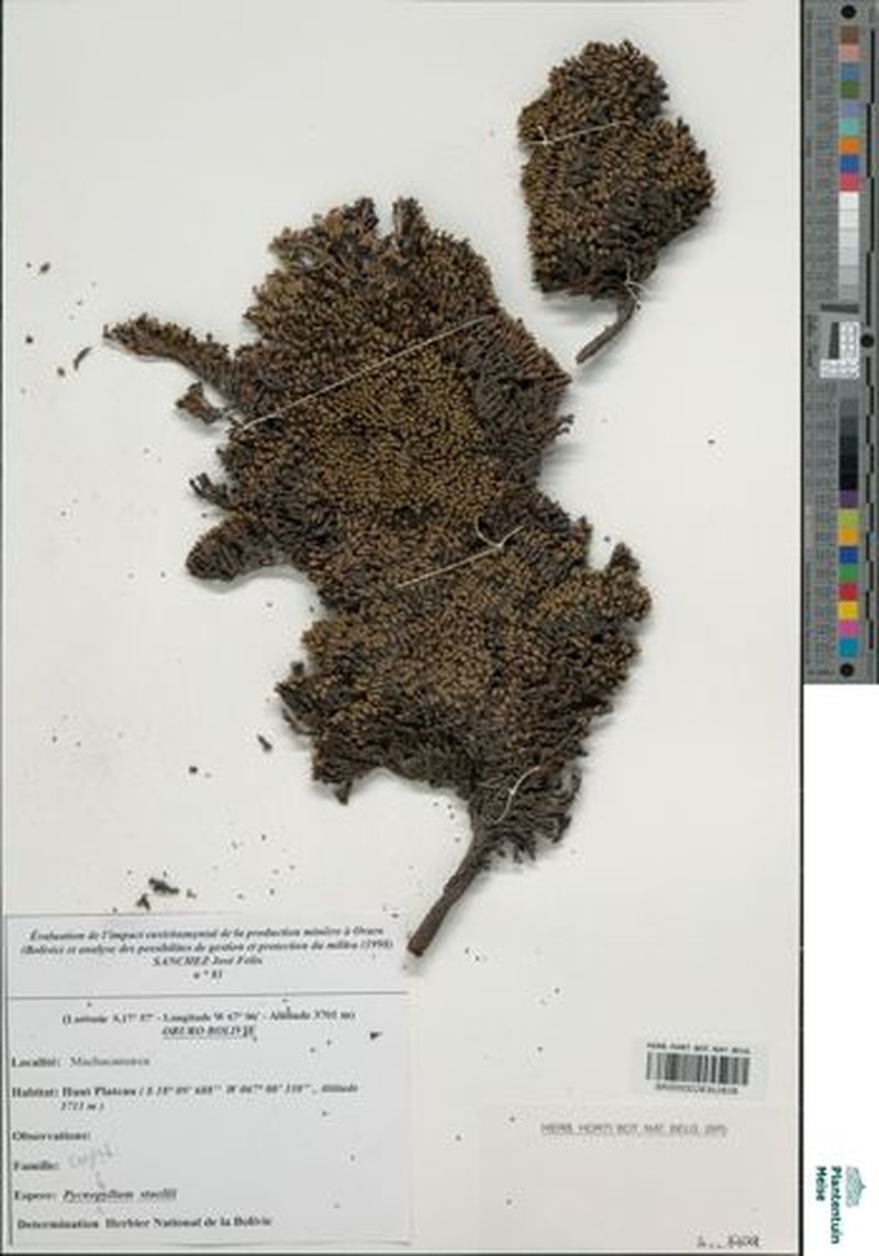 Pycnophyllum stuebelii