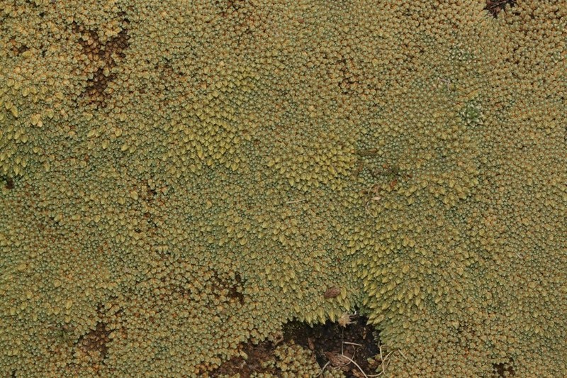 Pycnophyllum tetrastichum