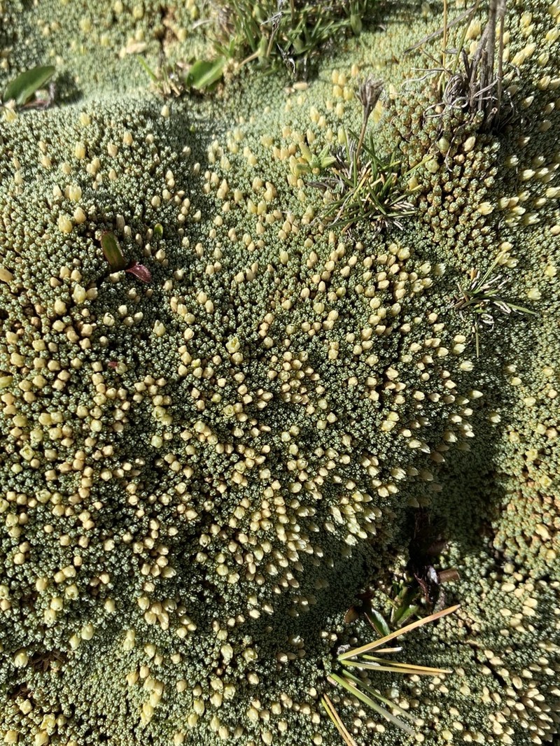 Pycnophyllum tetrastichum photo 2
