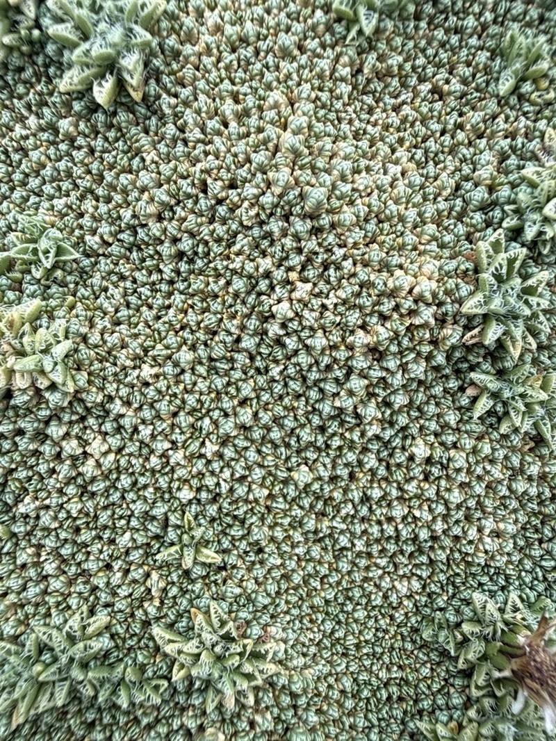 Pycnophyllum tetrastichum photo 3