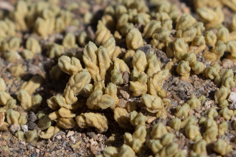 Pycnophyllum tetrastichum photo 4