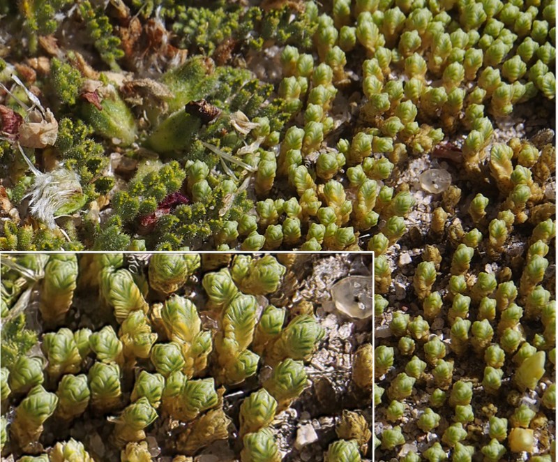 Pycnophyllum tetrastichum photo 5
