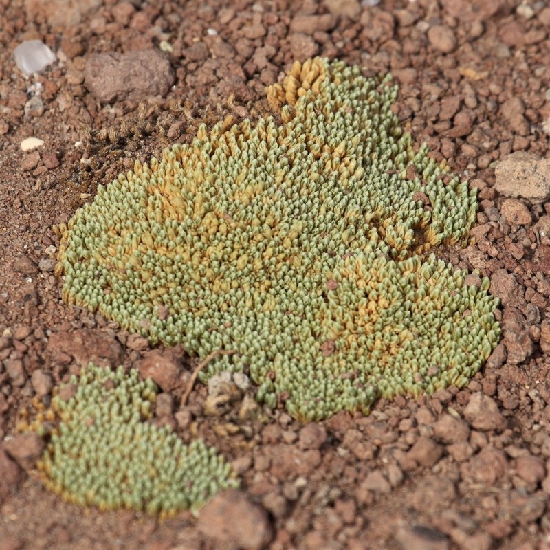 Pycnophyllum tetrastichum photo 6