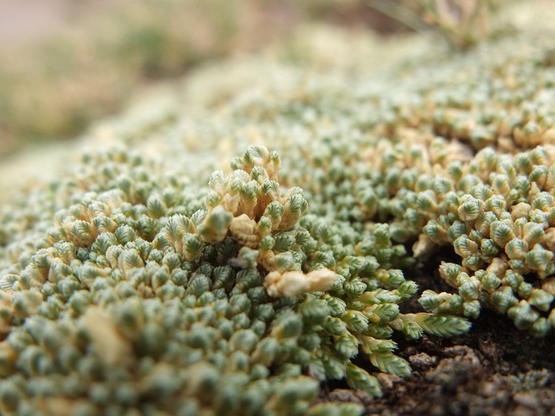 Pycnophyllum tetrastichum photo 7