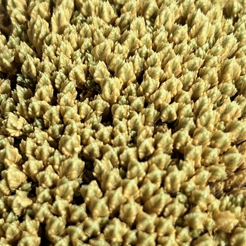 Pycnophyllum tetrastichum photo 8