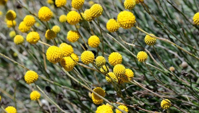 Pycnosorus chrysanthus