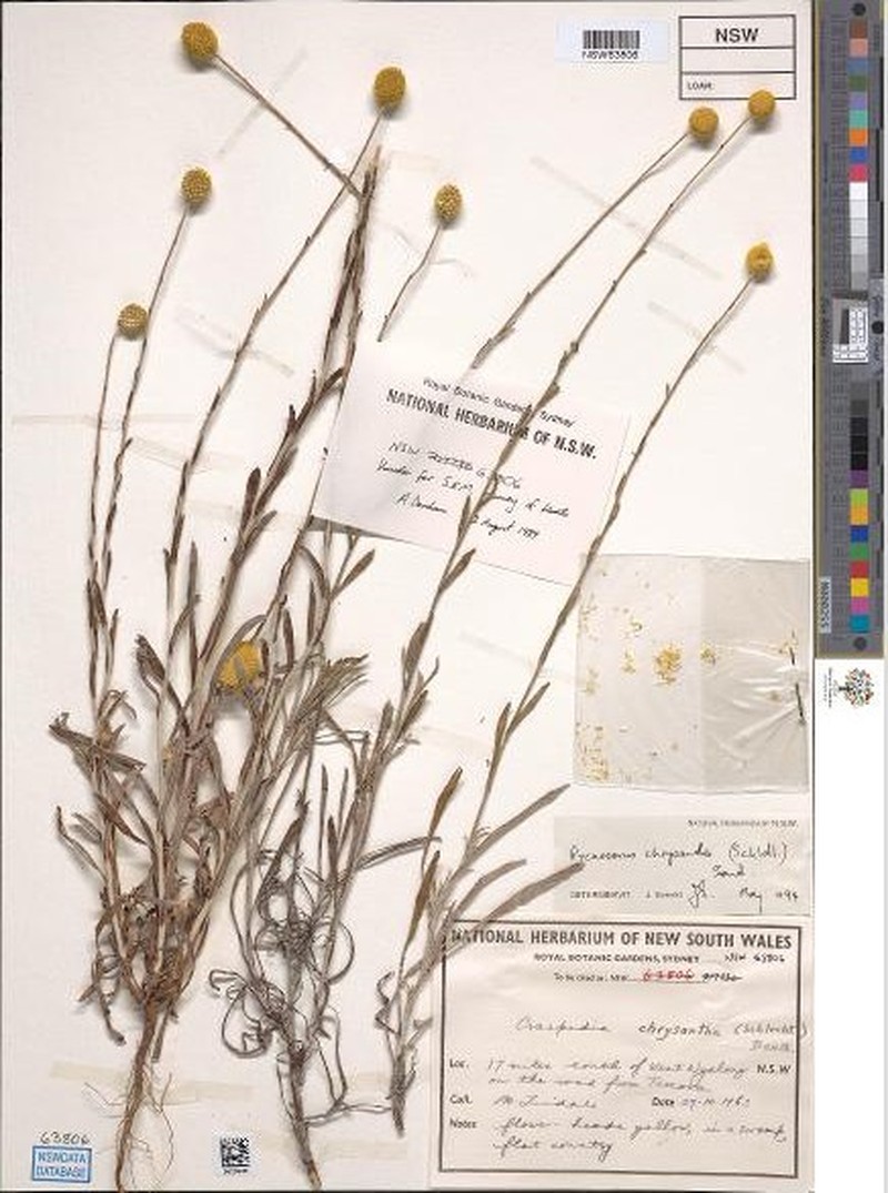 Pycnosorus chrysanthus photo 2