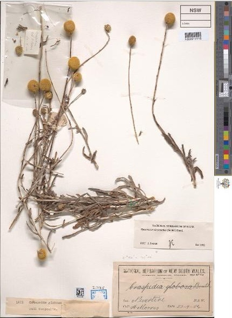 Pycnosorus chrysanthus photo 3