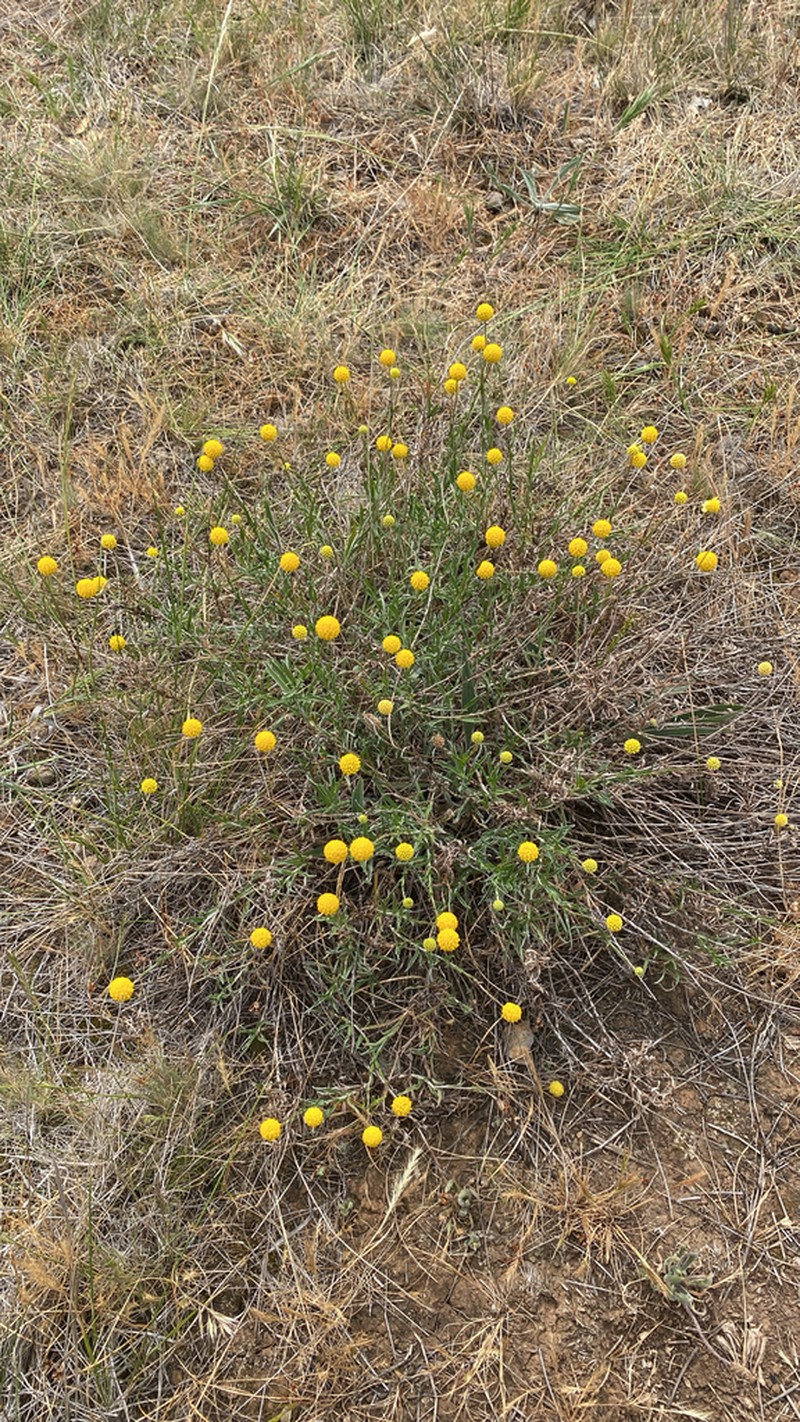 Pycnosorus chrysanthus photo 4