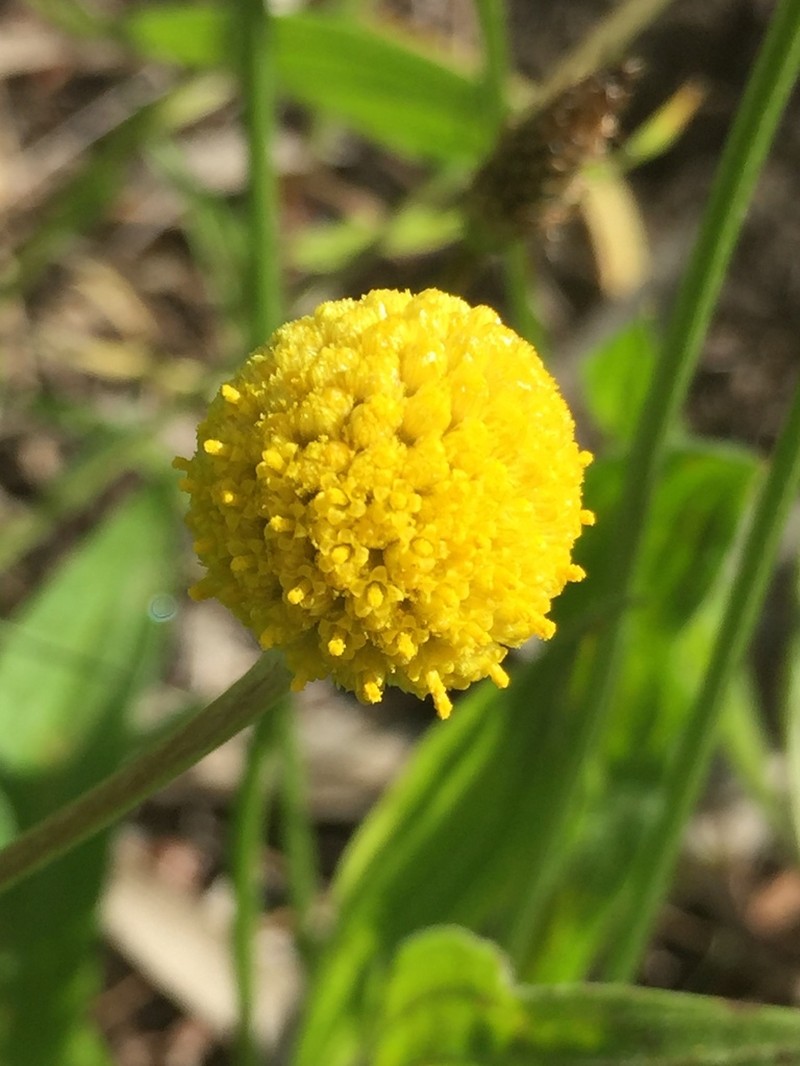 Pycnosorus chrysanthus photo 5