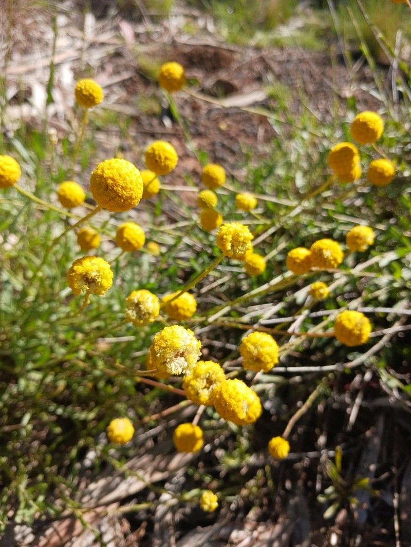 Pycnosorus chrysanthus photo 6