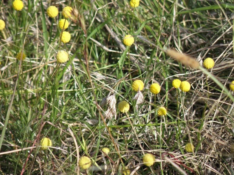 Pycnosorus chrysanthus photo 7