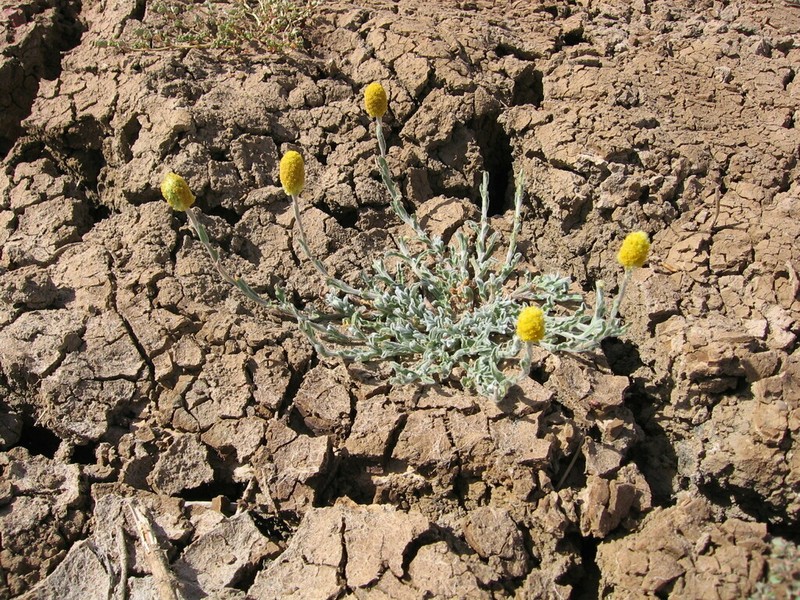 Pycnosorus eremaeus