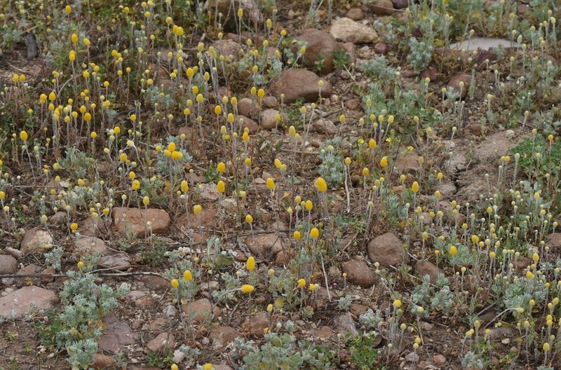 Pycnosorus eremaeus photo 3