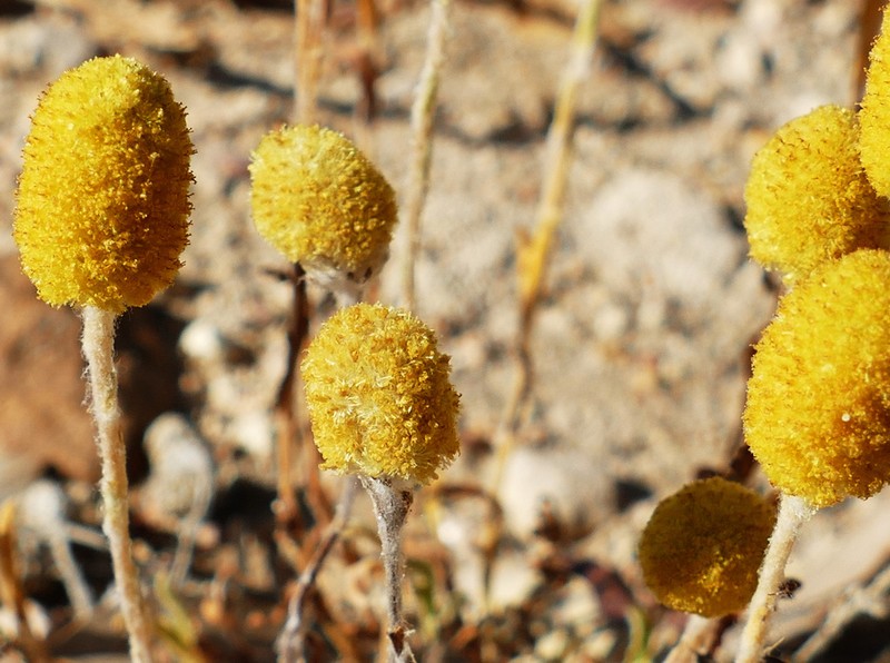 Pycnosorus eremaeus photo 4