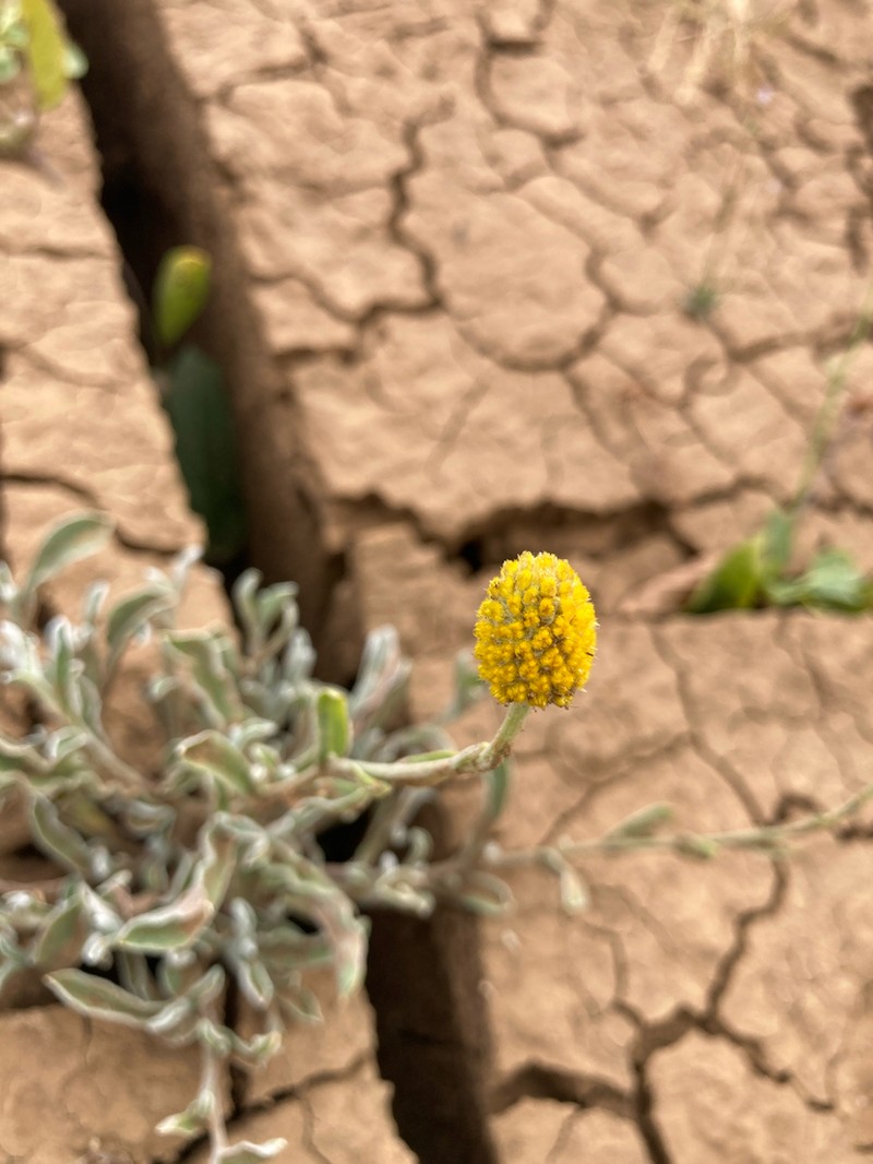 Pycnosorus eremaeus photo 6