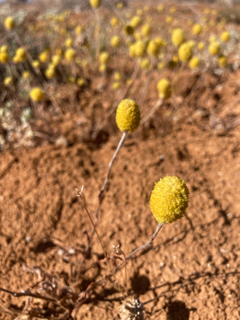 Pycnosorus eremaeus photo 8