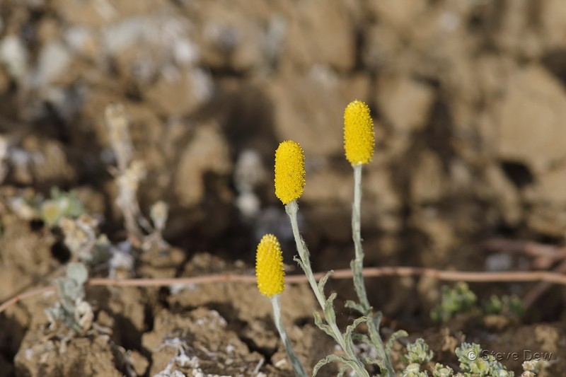 Pycnosorus melleus
