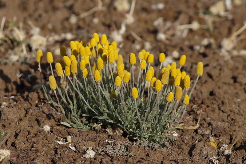 Pycnosorus melleus photo 5
