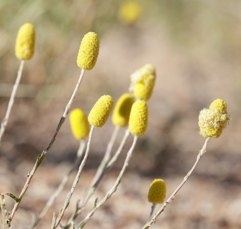 Pycnosorus melleus photo 6
