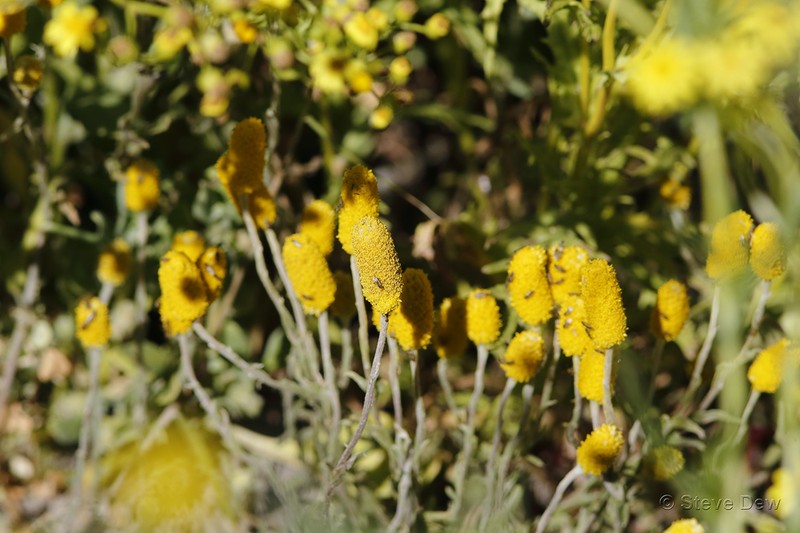 Pycnosorus melleus photo 8