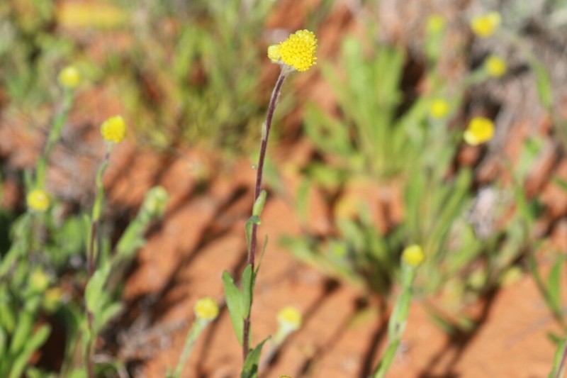 Pycnosorus pleiocephalus